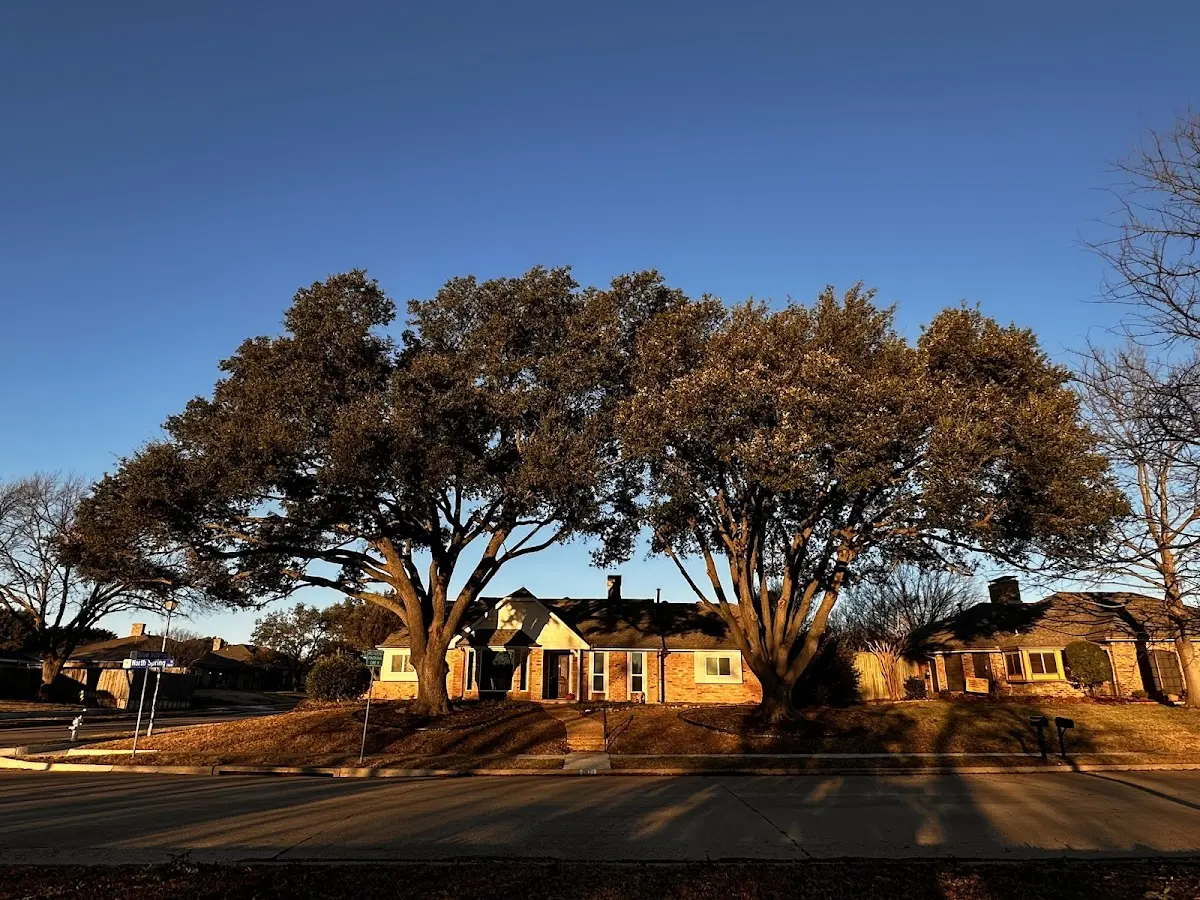Established residential canopy tree shading a home in Pleasant Valley